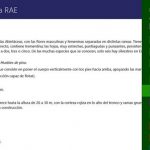 Aplicacion de Real Academia Española para Windows 8